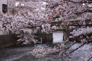 水門桜