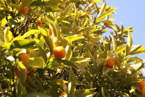 柑橘系の木
