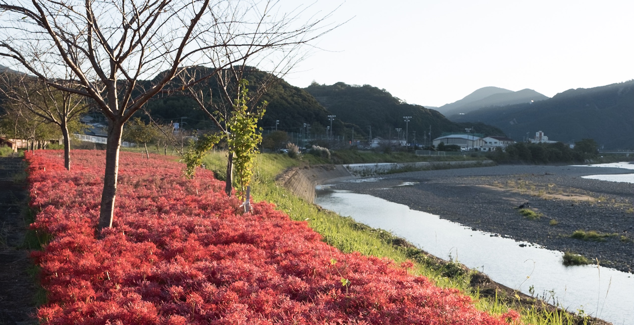 作例付撮影地紹介 和歌山県上富田町 市の瀬の彼岸花