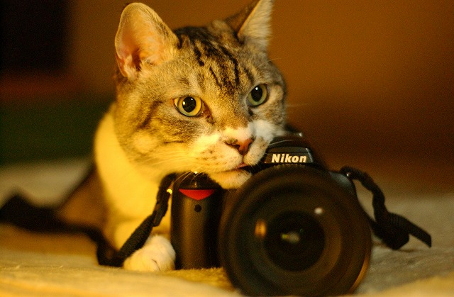 作例付】Nikon AiAF 50ｍｍ f1.8 猫撮影レビュ－【古デジレビュー？】