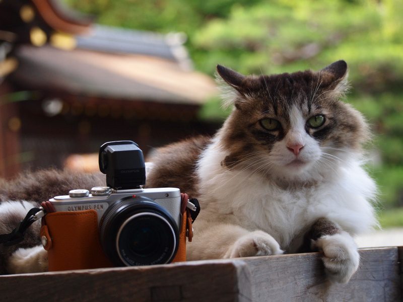 OLYMPUS PEN E-PL8 《京都の猫 撮影レビュー》｜カメラ買取・販売専門 ...