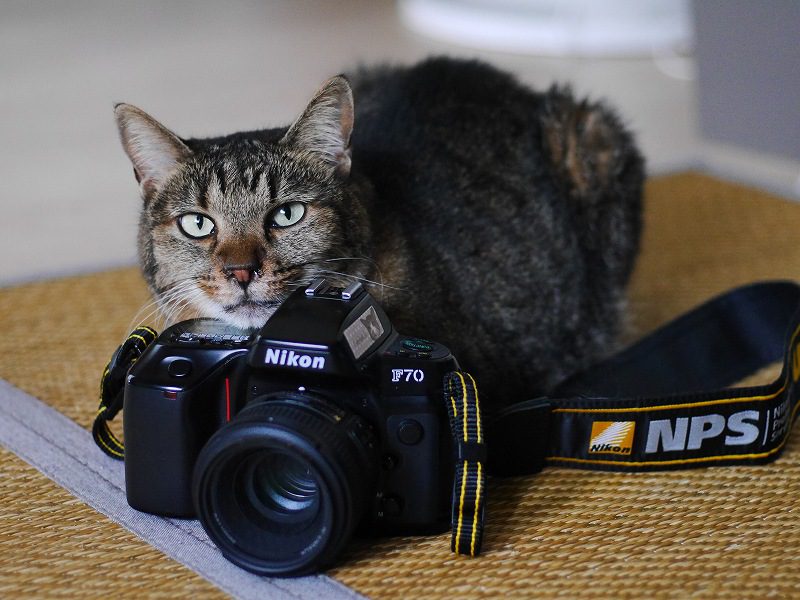 初心者 おすすめフィルムカメラ Nikon F70 自宅の愛猫 撮影レビュー