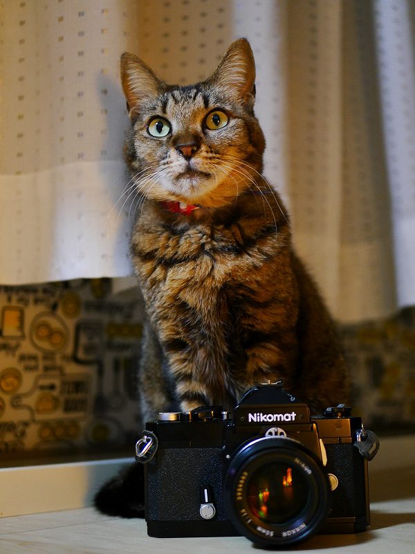 安くて良く写るフィルムカメラ Nikomat FTN【猫撮影レビュー】｜カメラ