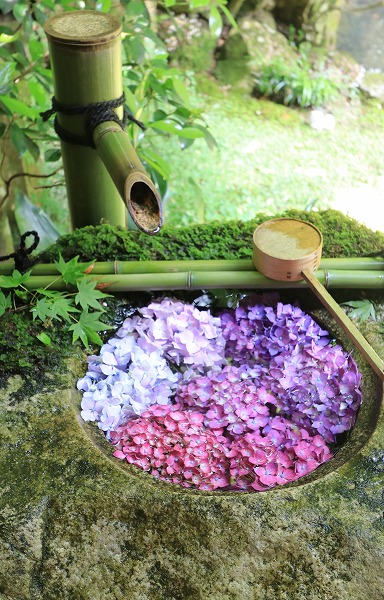 【作例付き撮影地情報】 京都の紫陽花を撮る「楊谷寺・善峰寺」