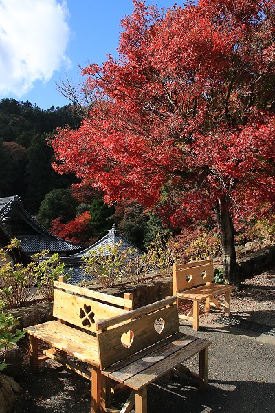 【作例付き撮影地情報】 京都の紅葉を撮る「西山・楊谷寺」