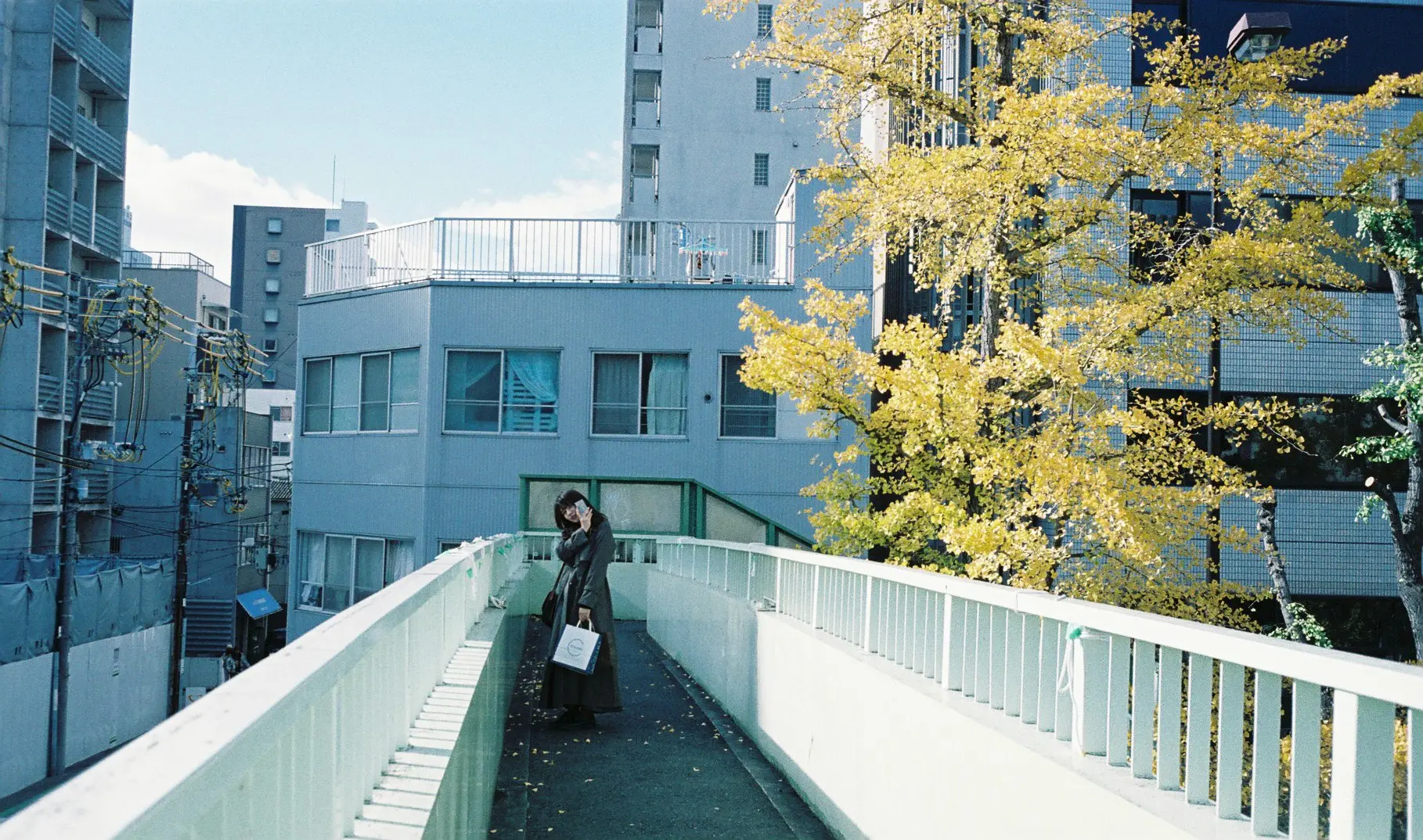 歩道橋と銀杏