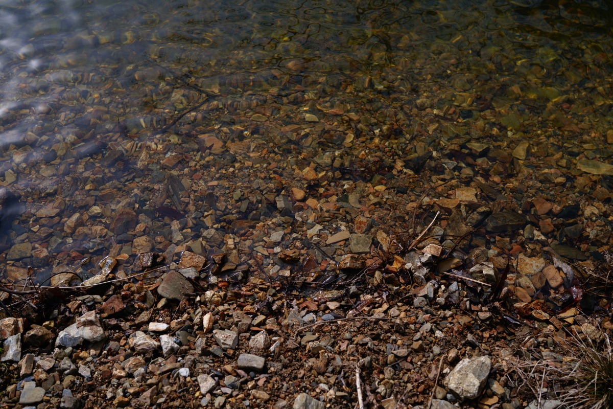 フォレストグリーンでの池の色味　SIGMA fp + 45mm F2.8