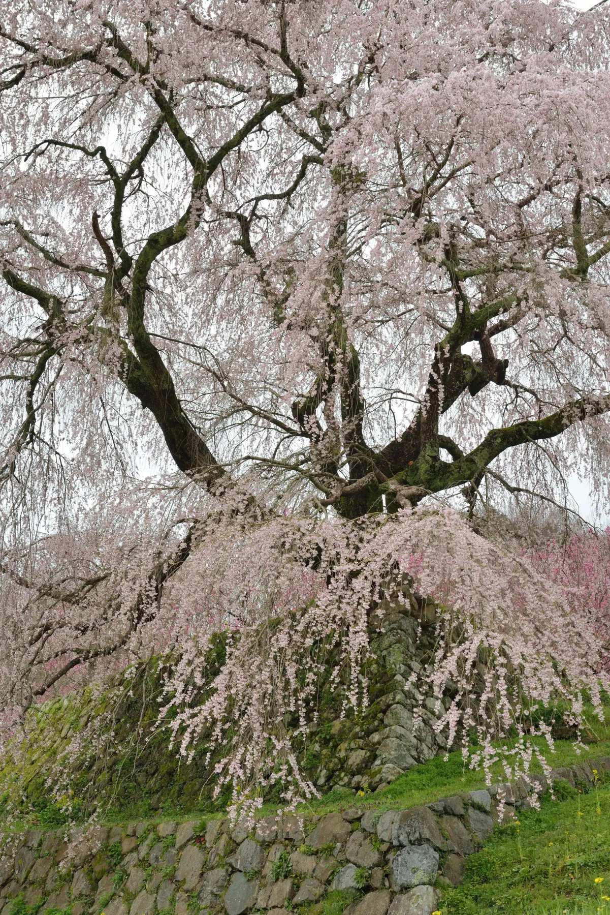 又兵衛桜 作例