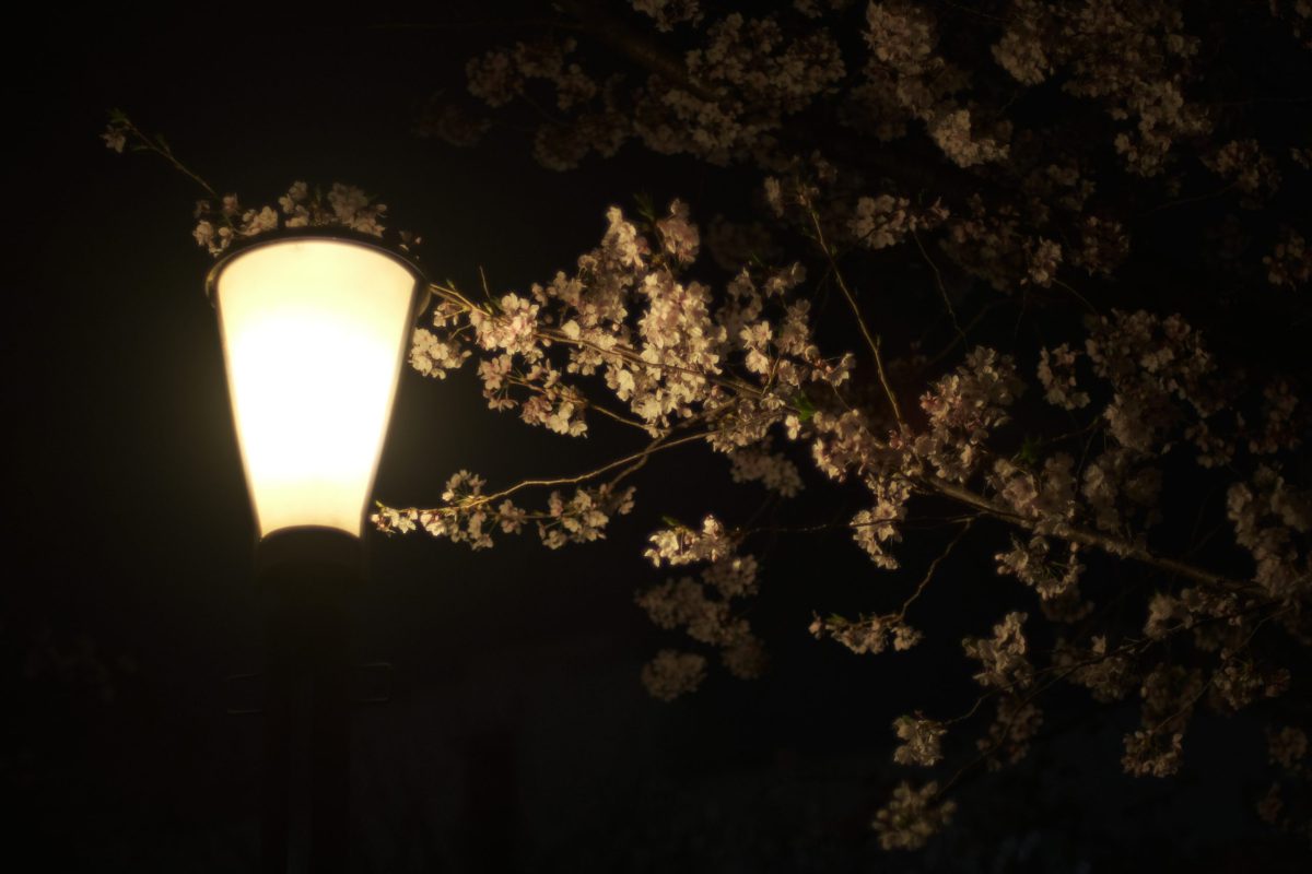 夜桜 作例