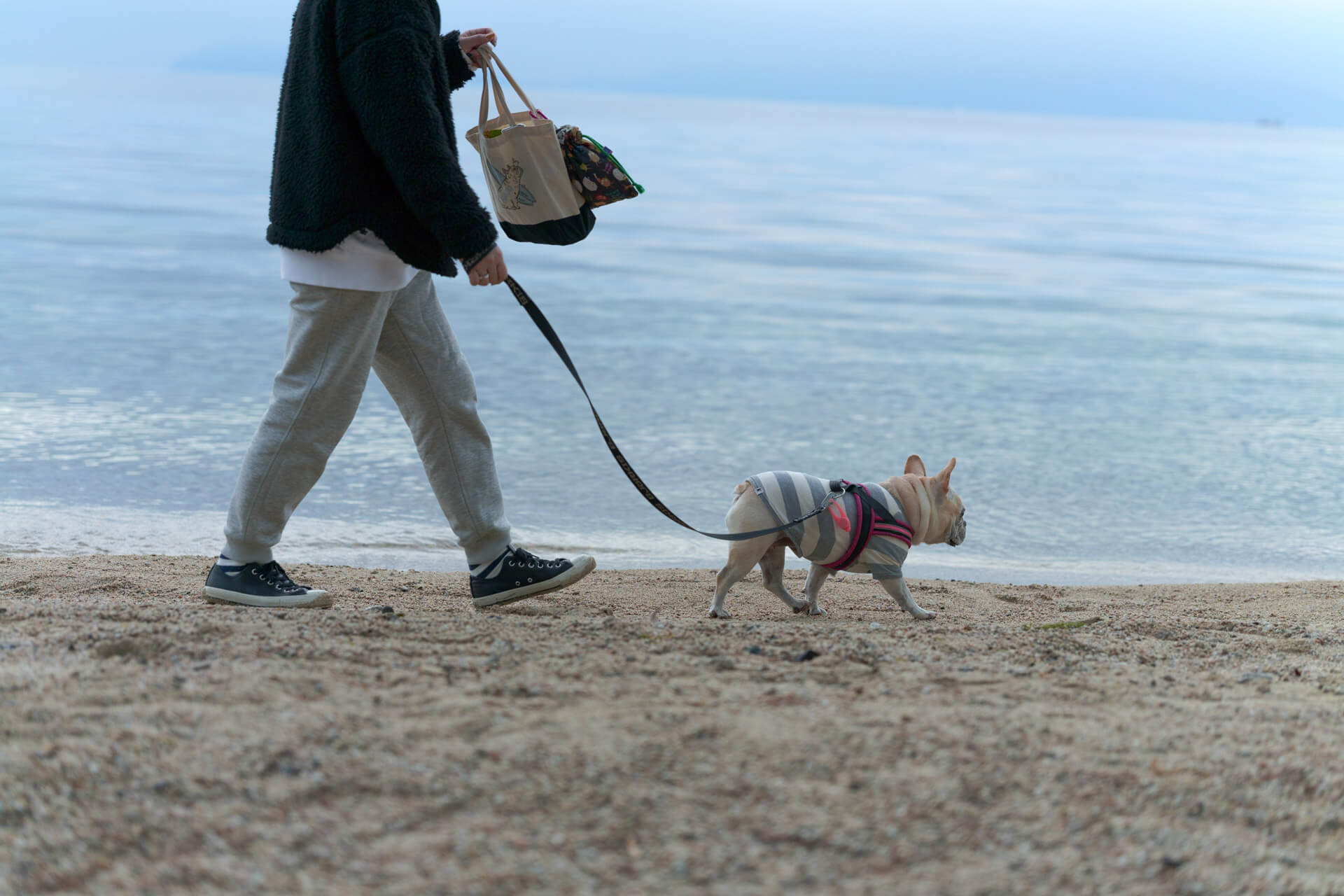 SIGMA 65mm F2 DG DN Contemporary　琵琶湖を散歩する犬をポートレートモードで
