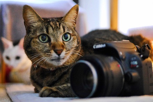 お中元 Canon デジタル一眼レフカメラ EOS Kiss X7 ホワイト ダブルレンズキット2 EF-S18-55mm F3.5-5.6 IS 