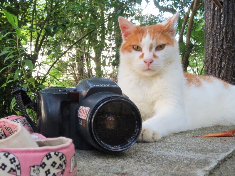 平成レトロのフィルムカメラ オリンパス L-10パノラマ 【ねこの京都】